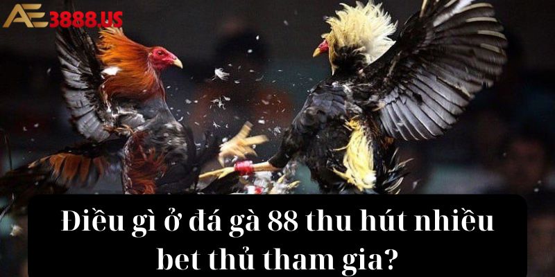 Điều gì ở đá gà 88 thu hút nhiều bet thủ tham gia?