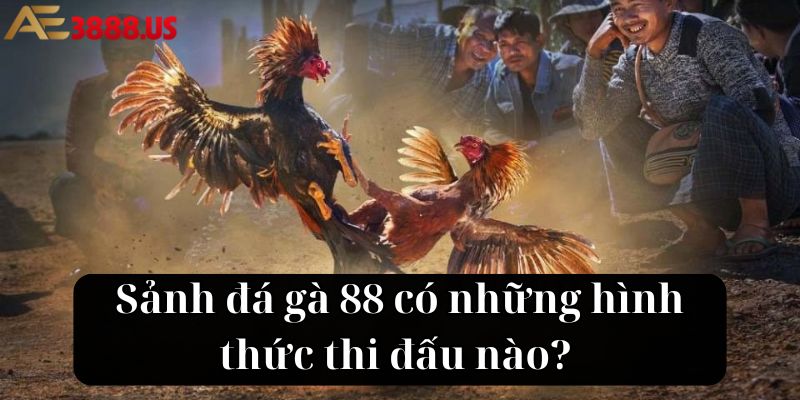 Sảnh đá gà 88 có những hình thức thi đấu nào?