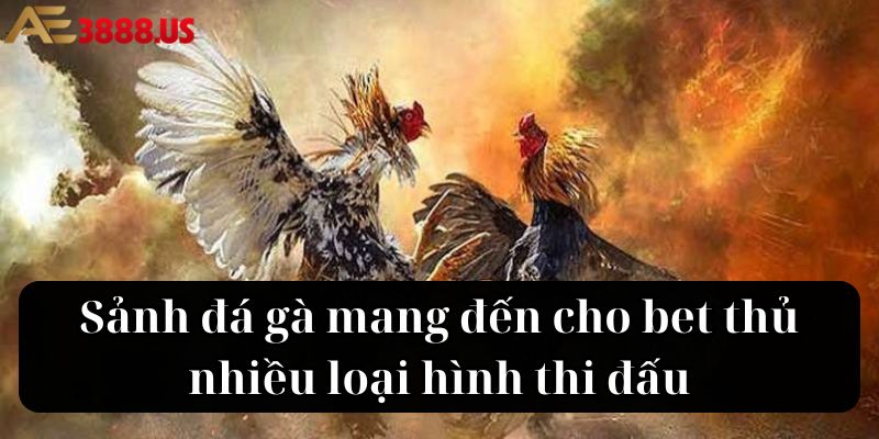 Sảnh đá gà mang đến cho bet thủ nhiều loại hình thi đấu